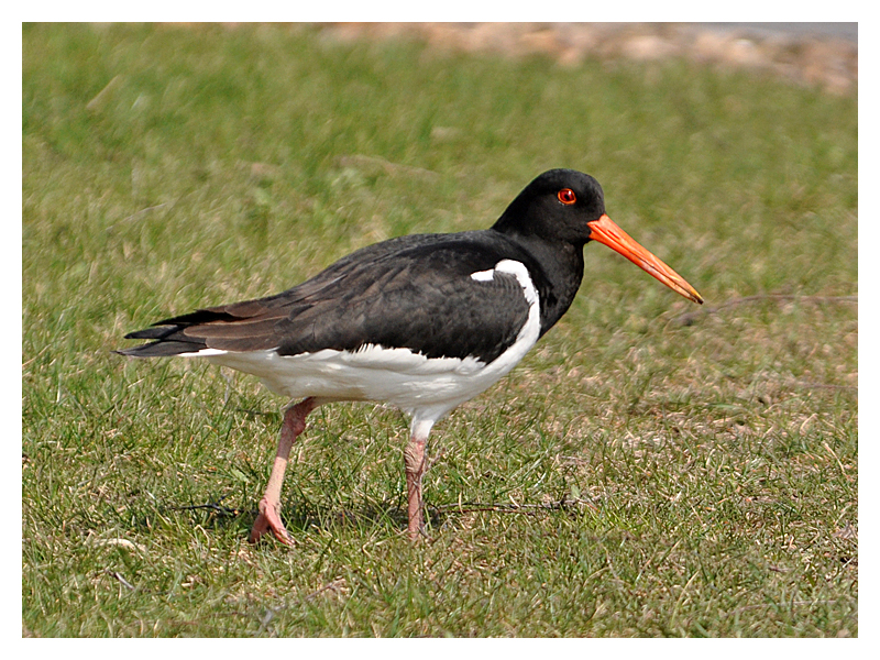 Austernfischer - Haematopus ostralegus)