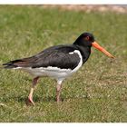 Austernfischer - Haematopus ostralegus)