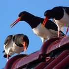 Austernfischer  (Haematopus ostralegus)