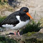 Austernfischer (Haematopus ostralegus)