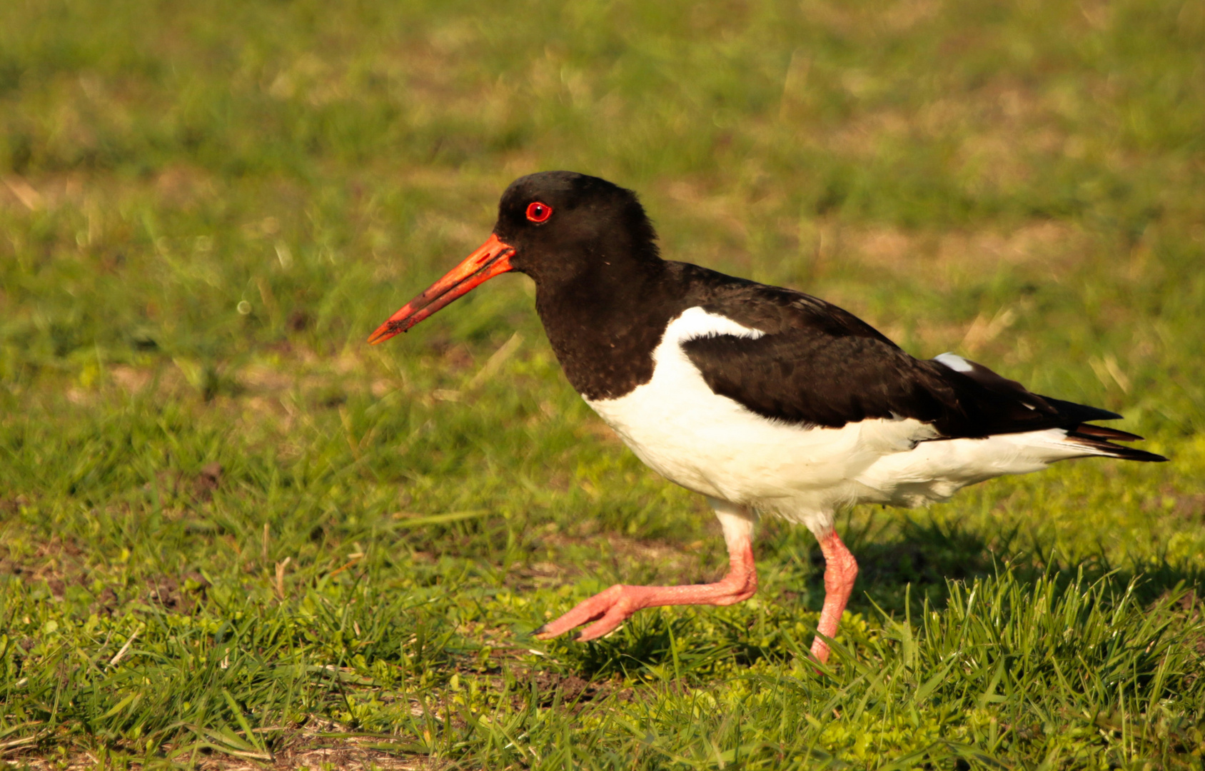 Austernfischer (Haematopus ostralegus)