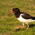 Austernfischer (Haematopus ostralegus)