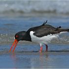 Austernfischer   -   Haematopus ostralegus