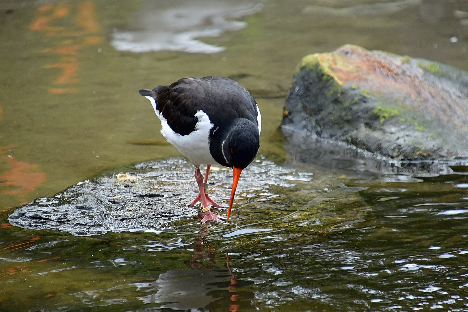 Austernfischer (Haematopus ostralegus)