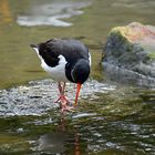 Austernfischer (Haematopus ostralegus)