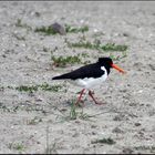 Austernfischer (Haematopus ostralegus)