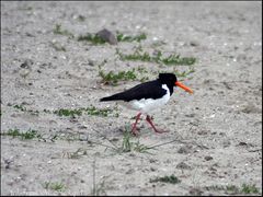 Austernfischer (Haematopus ostralegus)