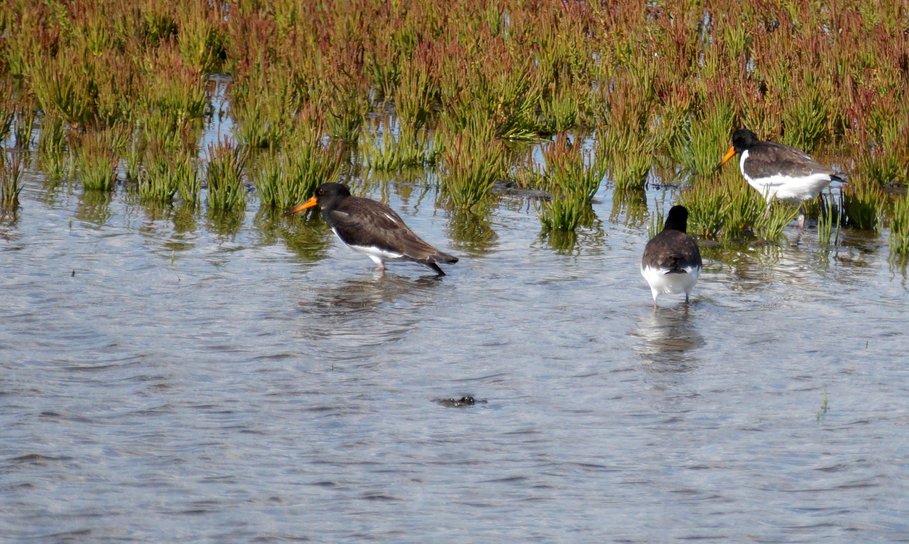 Austernfischer (Haematopus ostralegus)