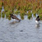 Austernfischer (Haematopus ostralegus)