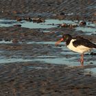 Austernfischer (Haematopus ostralegus)...