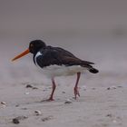 Austernfischer (Haematopus ostralegus)