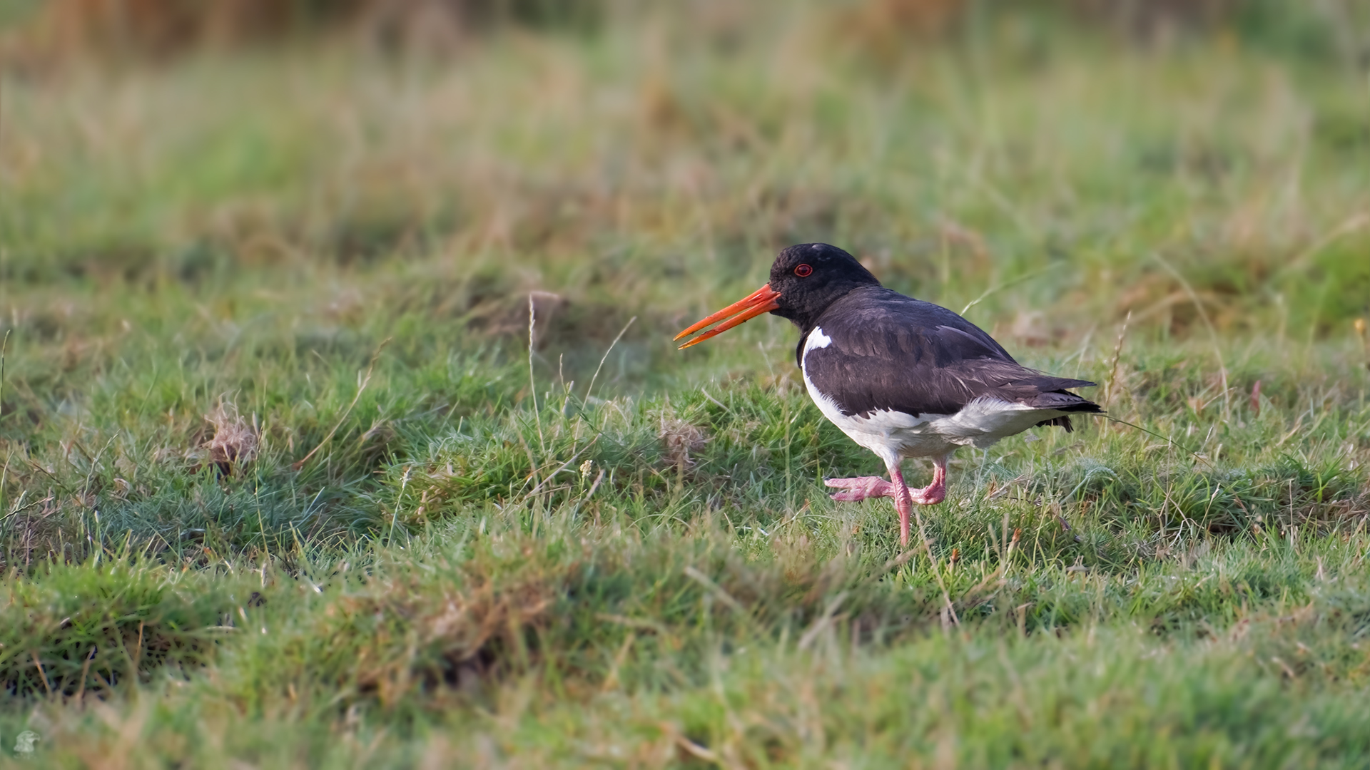 Austernfischer (Haematopus ostralegus)...