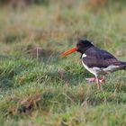 Austernfischer (Haematopus ostralegus)...