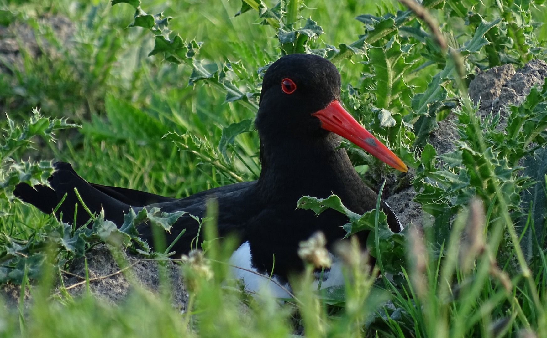 Austernfischer (Haematopus ostralegus)...