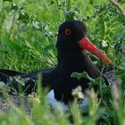 Austernfischer (Haematopus ostralegus)...