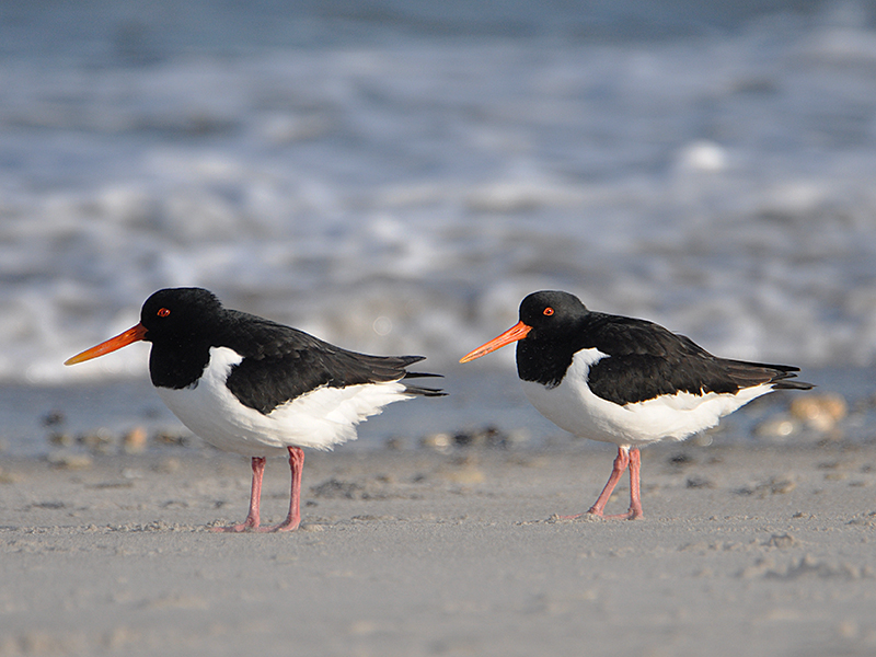 Austernfischer - Haematopus ostralegus