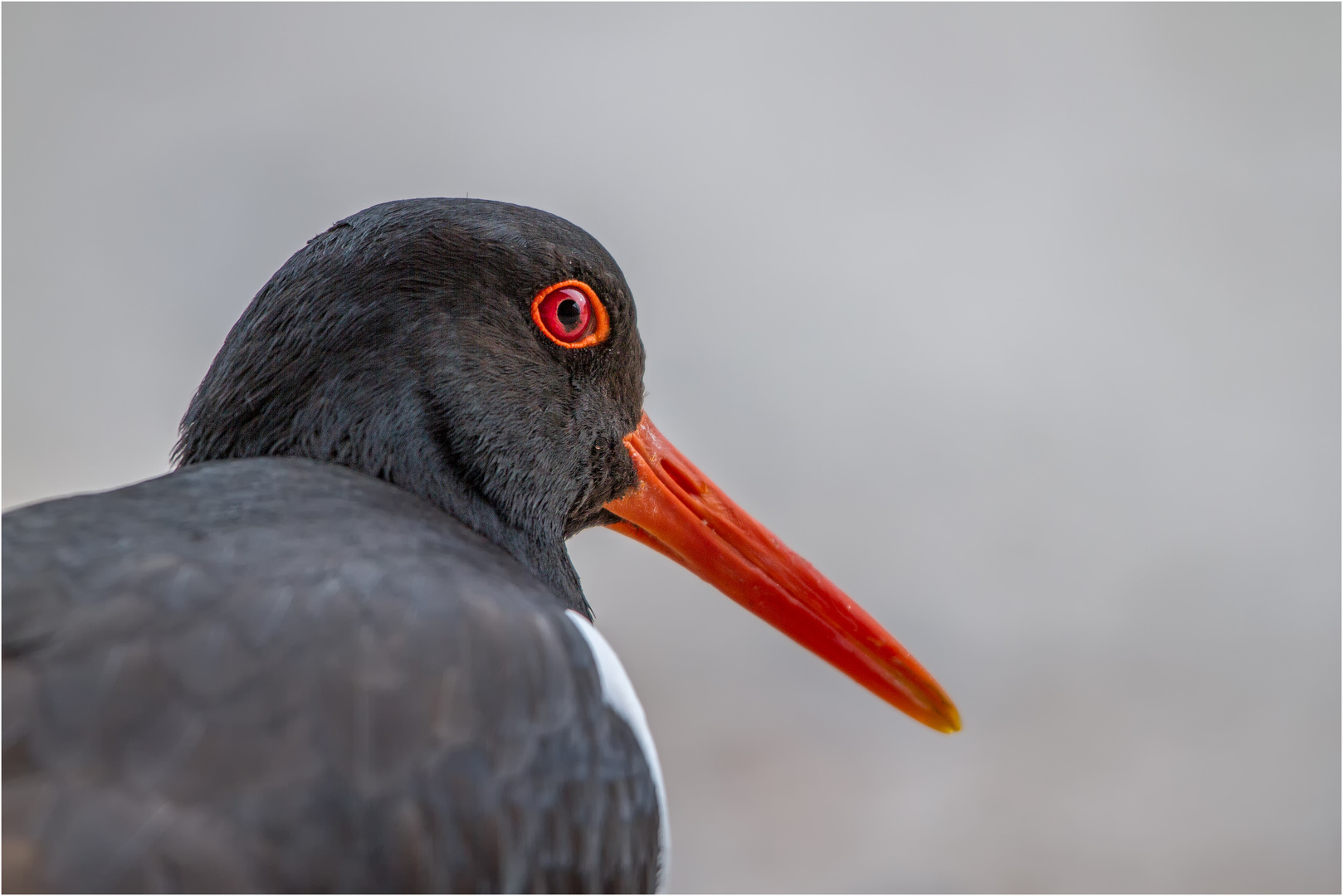 Austernfischer (Haematopus ostralegus)