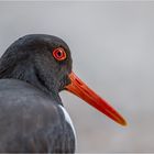 Austernfischer (Haematopus ostralegus)