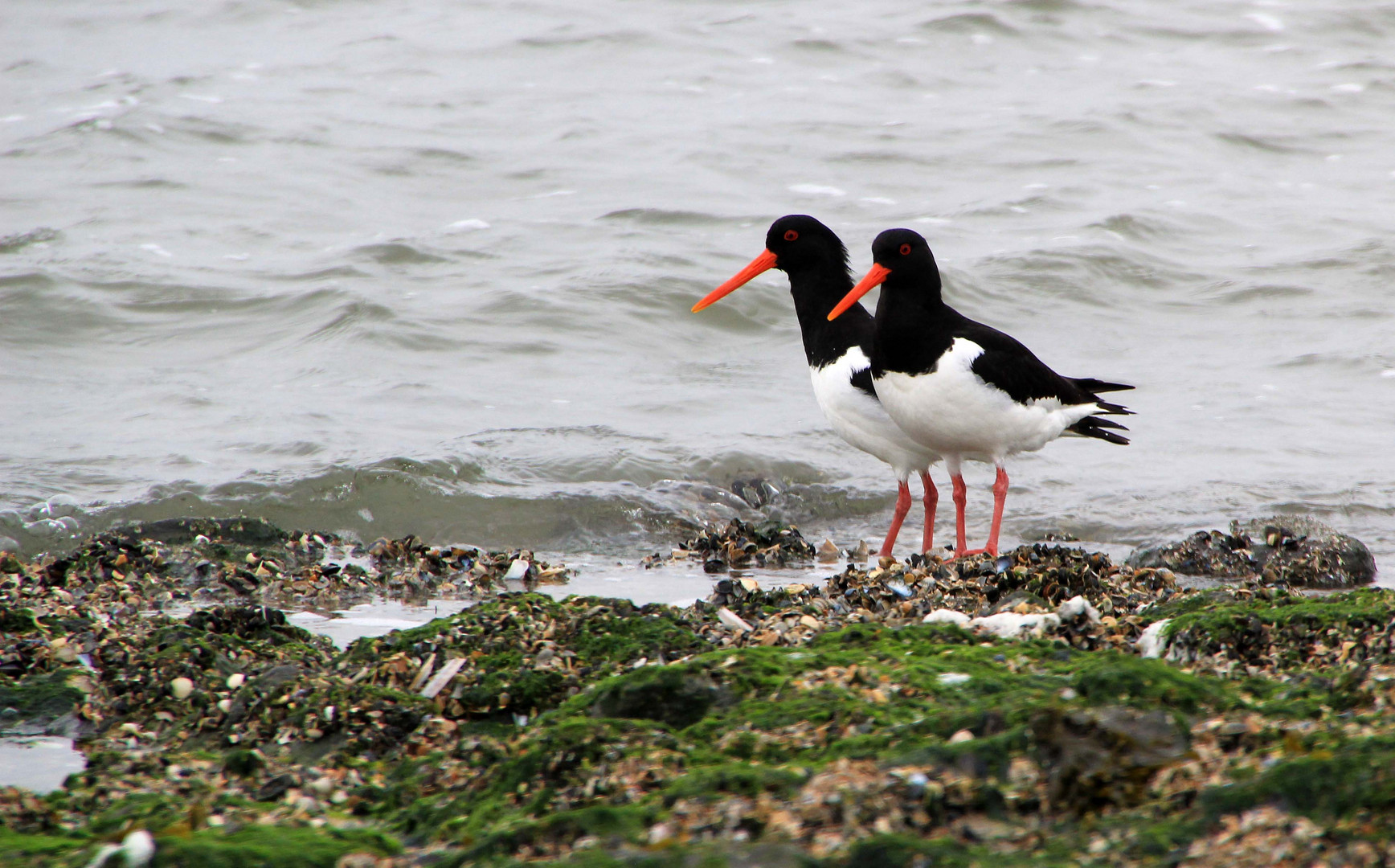 Austernfischer  (Haematopus ostralegus) 