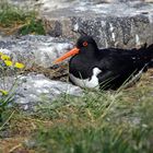 Austernfischer (Haematopus ostralegus)