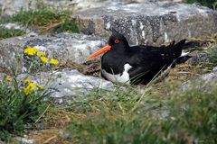 Austernfischer (Haematopus ostralegus)