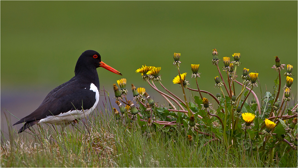 Austernfischer (Haematopus ostralegus)   -   alias Kamikazevogel  :-)