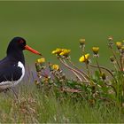 Austernfischer (Haematopus ostralegus)   -   alias Kamikazevogel  :-)