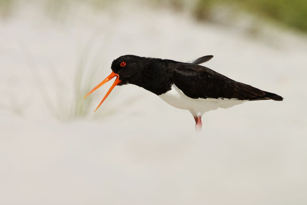 Austernfischer (Haematopus ostralegus) auf Helgoland