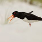 Austernfischer (Haematopus ostralegus) auf Helgoland