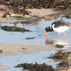 Austernfischer (Haematopus ostralegus) auf Nahrungssuche vor Roscoff (Bretagne)