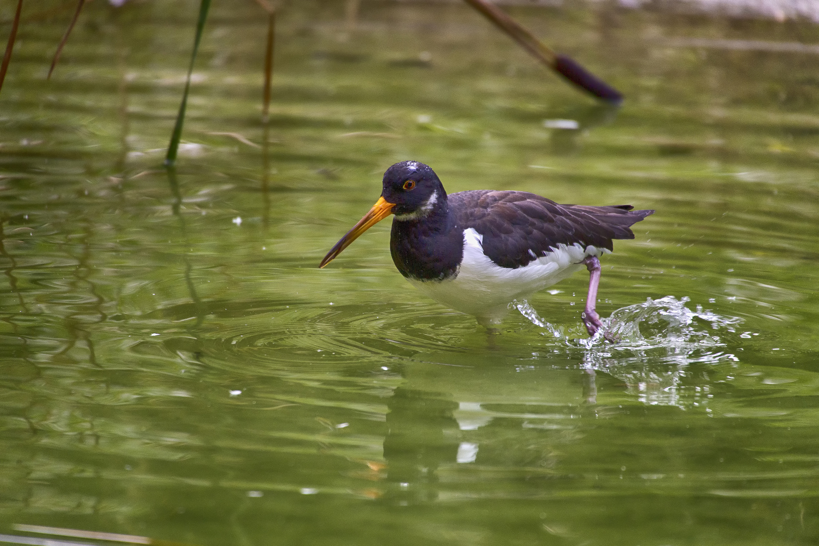 Austernfischer (Haematopus ostralegus)