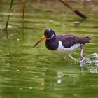 Austernfischer (Haematopus ostralegus)