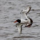 Austernfischer   / Haematopus ostralegus)