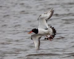 Austernfischer   / Haematopus ostralegus)