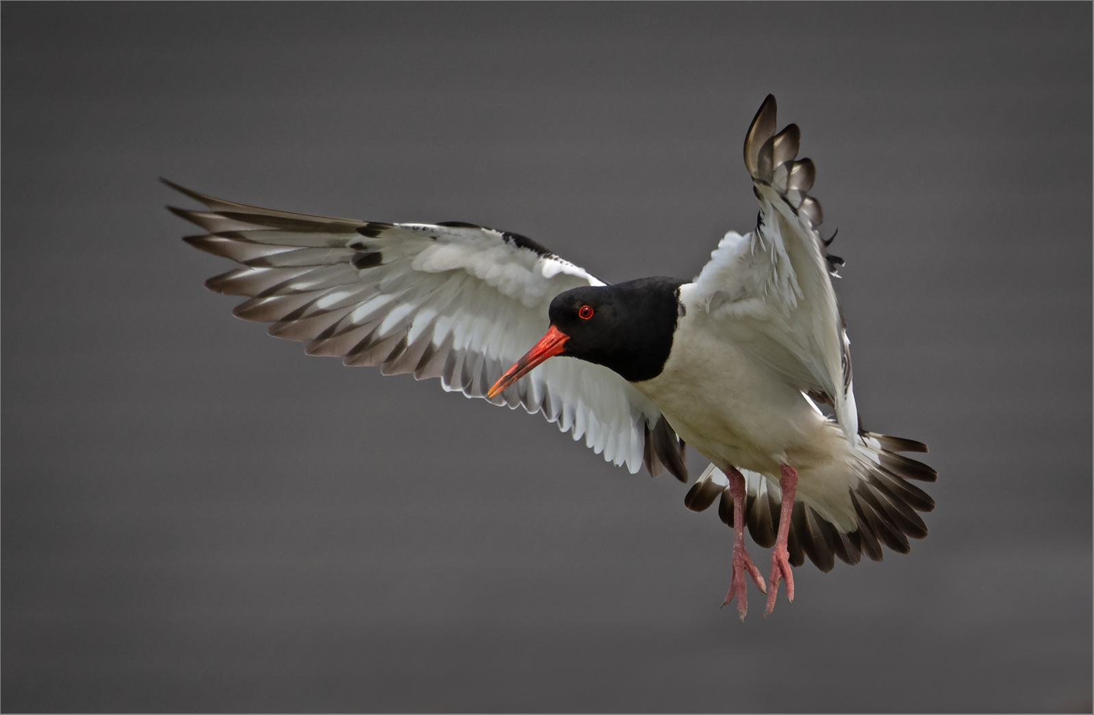 Austernfischer  -  Haematopus ostralegus