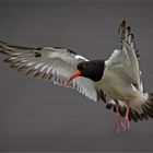 Austernfischer  -  Haematopus ostralegus