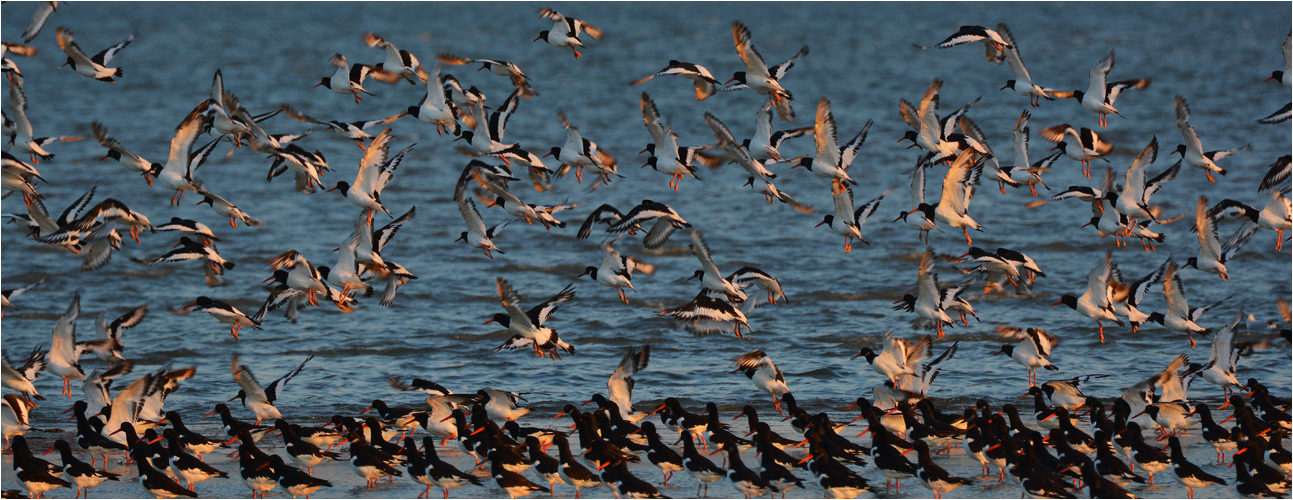 Austernfischer - Haematopus ostralegus