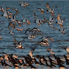 Austernfischer - Haematopus ostralegus