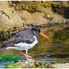 --- Austernfischer --- ( Haematopus ostralegus )