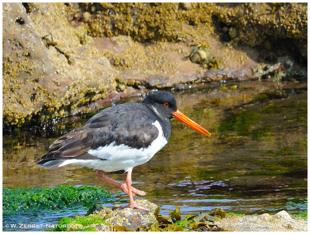 --- Austernfischer --- ( Haematopus ostralegus )