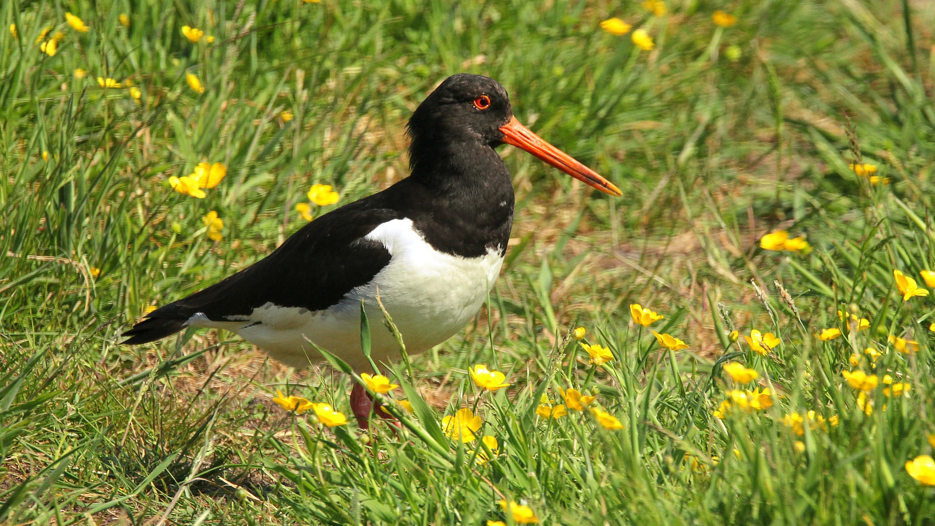 Austernfischer (haematopus ostralegus)