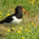 Austernfischer (haematopus ostralegus)