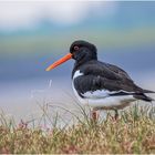 austernfischer (haematopus ostralegus) ......