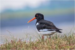 austernfischer (haematopus ostralegus) ......