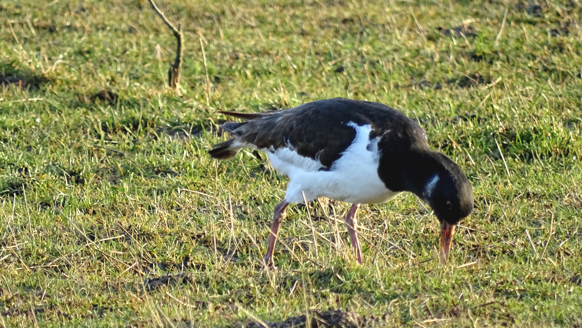 Austernfischer (Haematopus ostralegus)