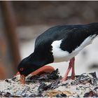 Austernfischer (Haematopus ostralegus) - Das große Aufräumen - Festplattenfunde (18)