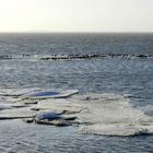 Austernfischer (Haematopus ostralegus)...