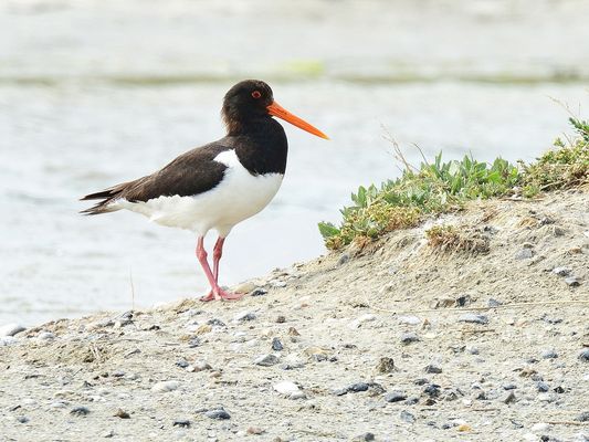 Austernfischer, (Haematopus ostralegus), Eurasian oystercatcher, Ostrero euroasiático