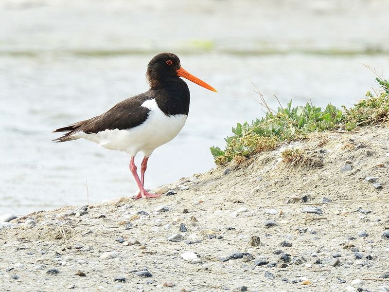 Austernfischer, (Haematopus ostralegus), Eurasian oystercatcher, Ostrero euroasiático