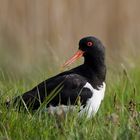 Austernfischer - Haematopus ostralegus